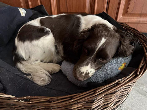 PupZenâ„¢ - Calming Pet Pillow