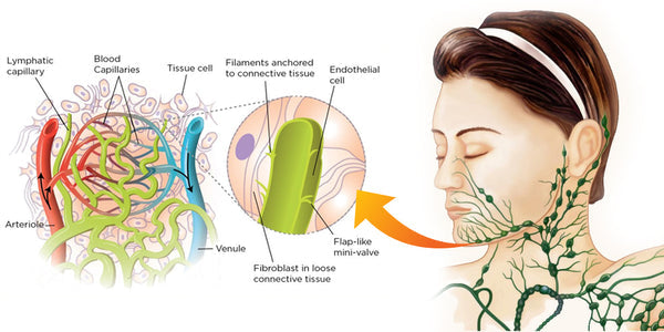 EMS Vface Lymphvtic Massage Device