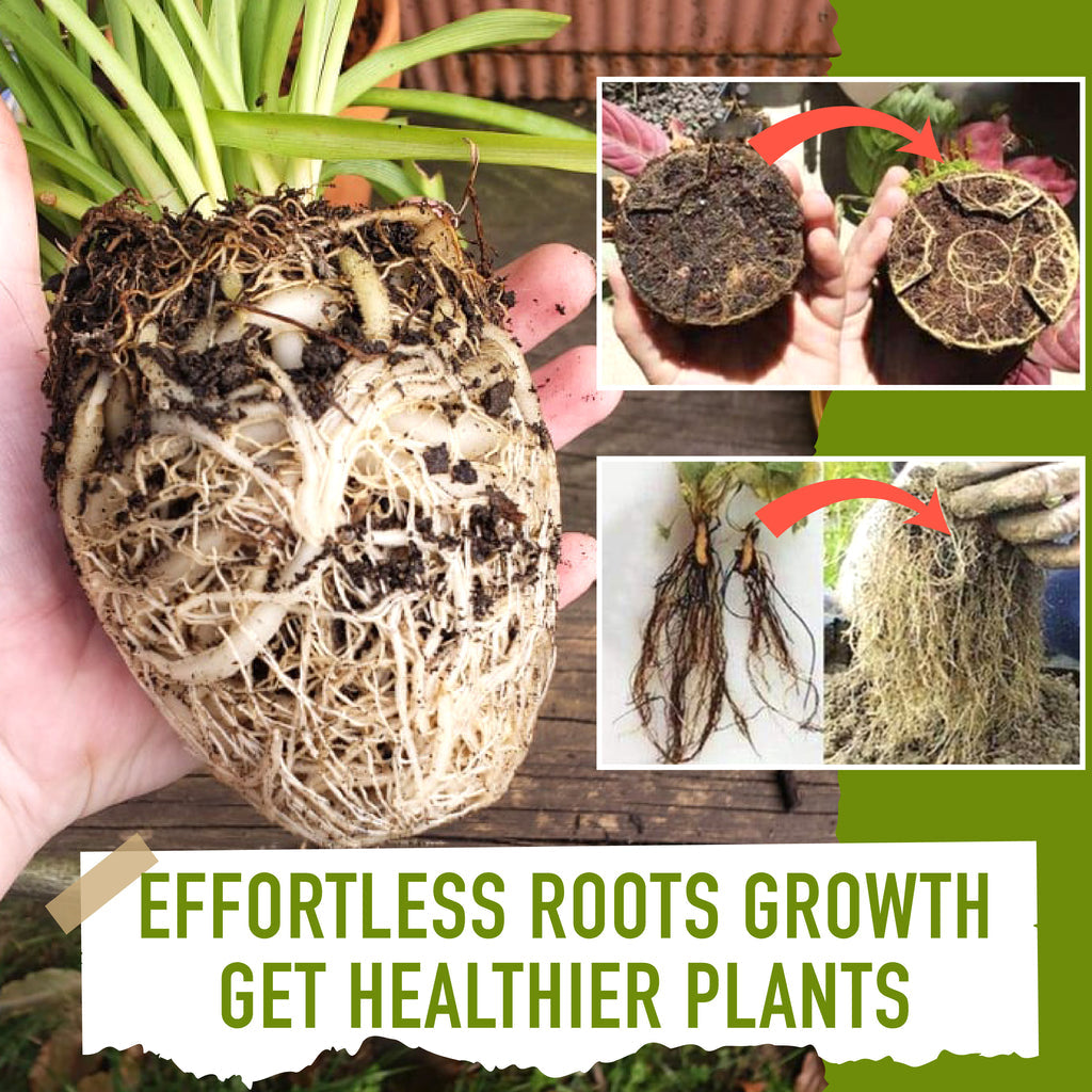 Growth Rooting Powder Plus