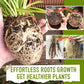 Growth Rooting Powder Plus