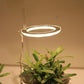 Kiora™ Grow Lights for Indoor Plants