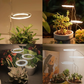 Kiora™ Grow Lights for Indoor Plants